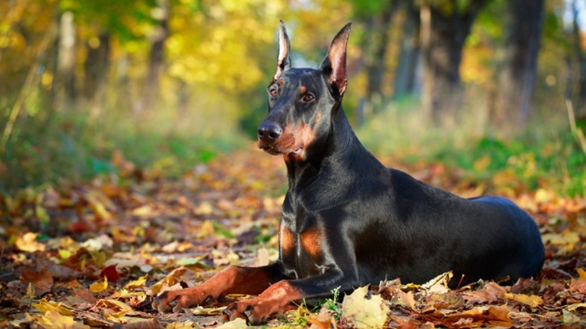 doberman 2