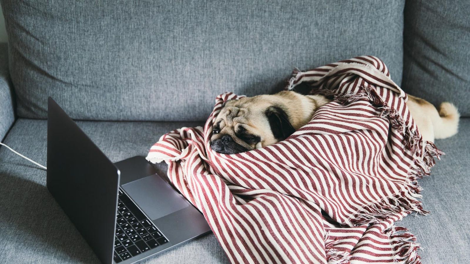 películas de netflix sobre animales