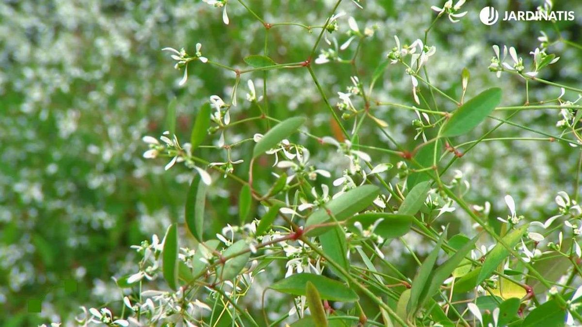 Flores de la Euphorbia Diamond Frost / foto: Hogarmania