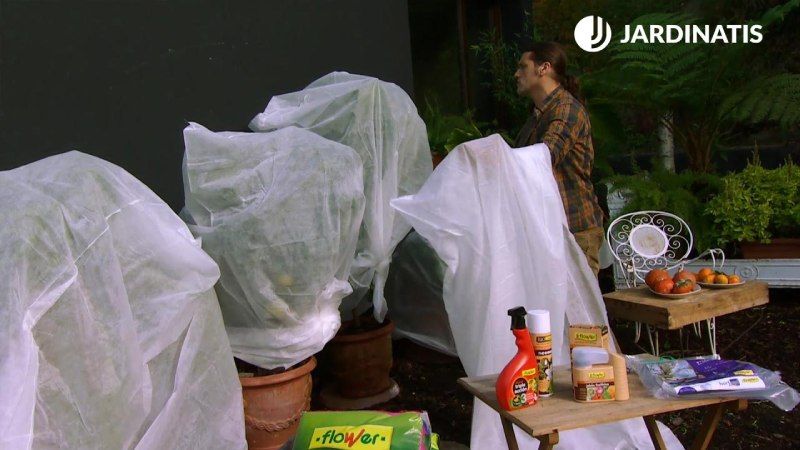 Proteger limonero, pomelero y esparraguera con mallas antiheladas