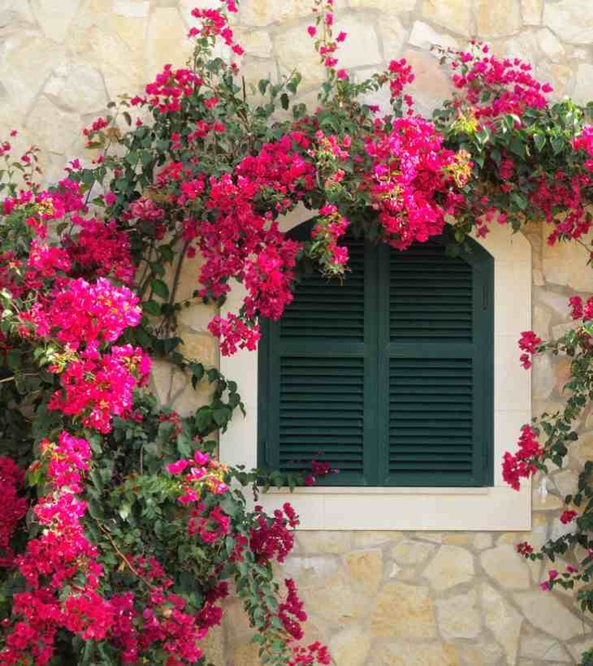 buganvilla rosa en fachada junto a una ventana