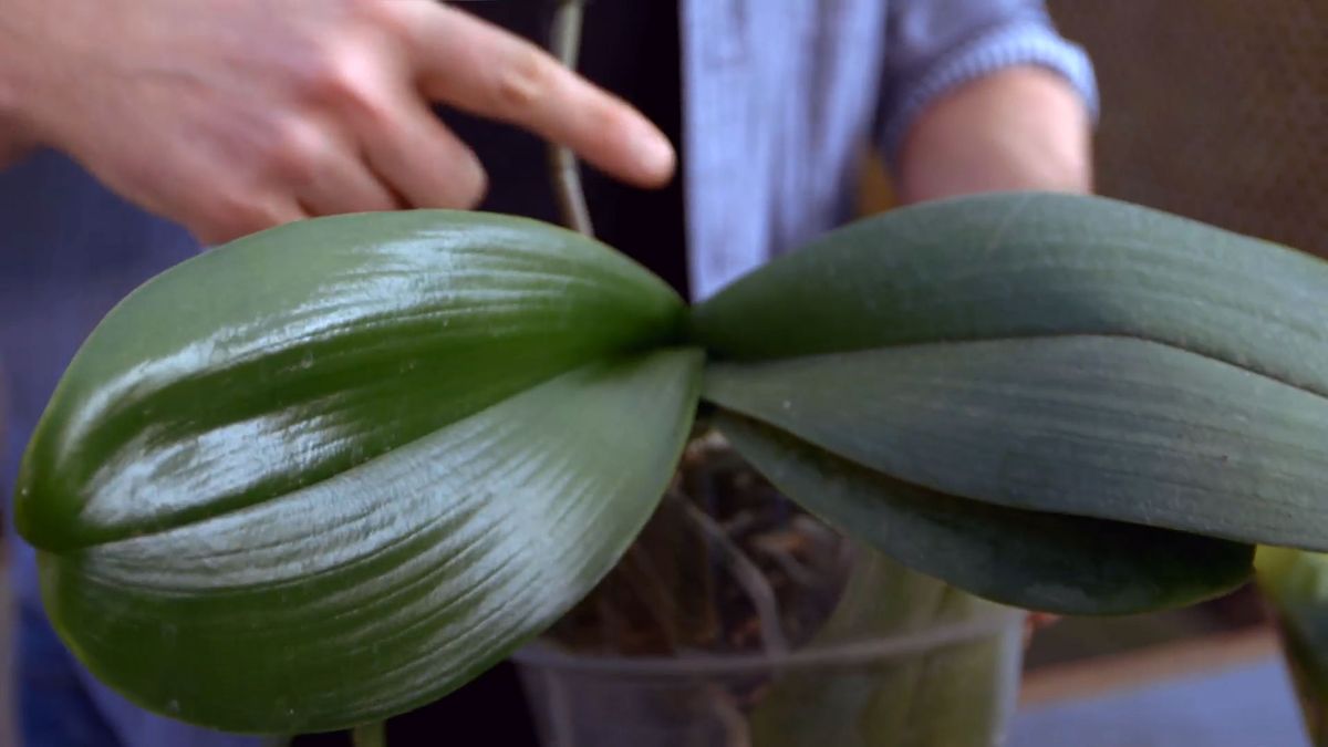 brico 0900 3 como recuperar orquidea hojas