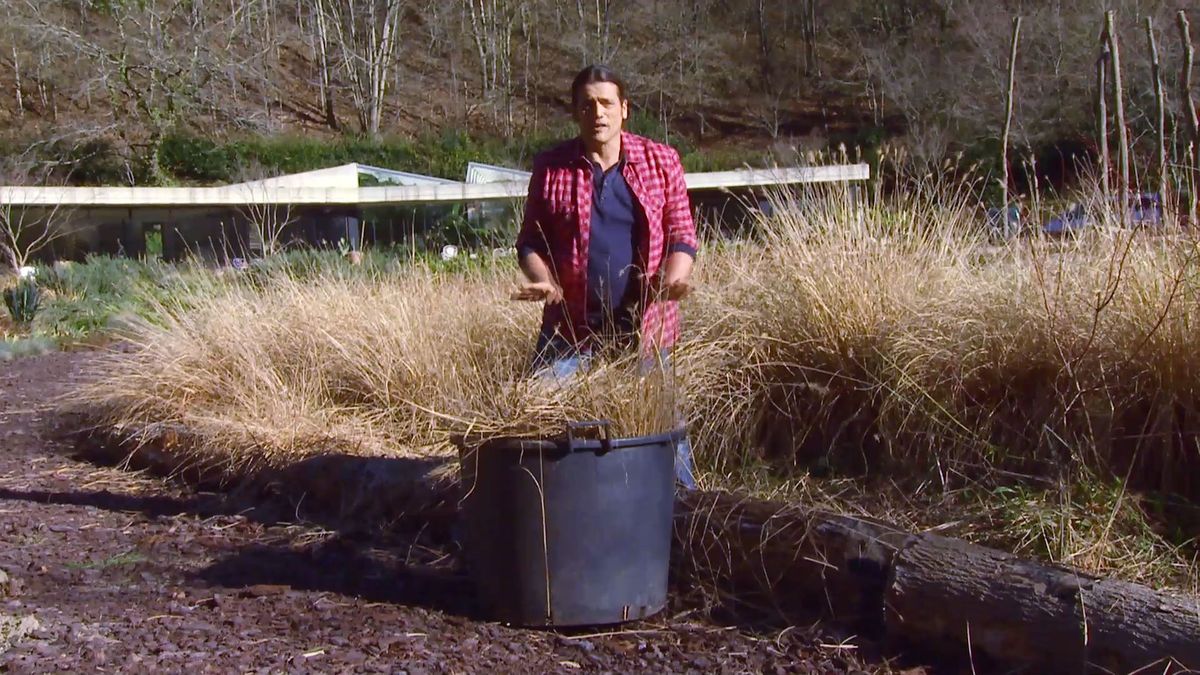 deco 0643 2 plantas tonos pajizos invierno pennisetum compost paso 1