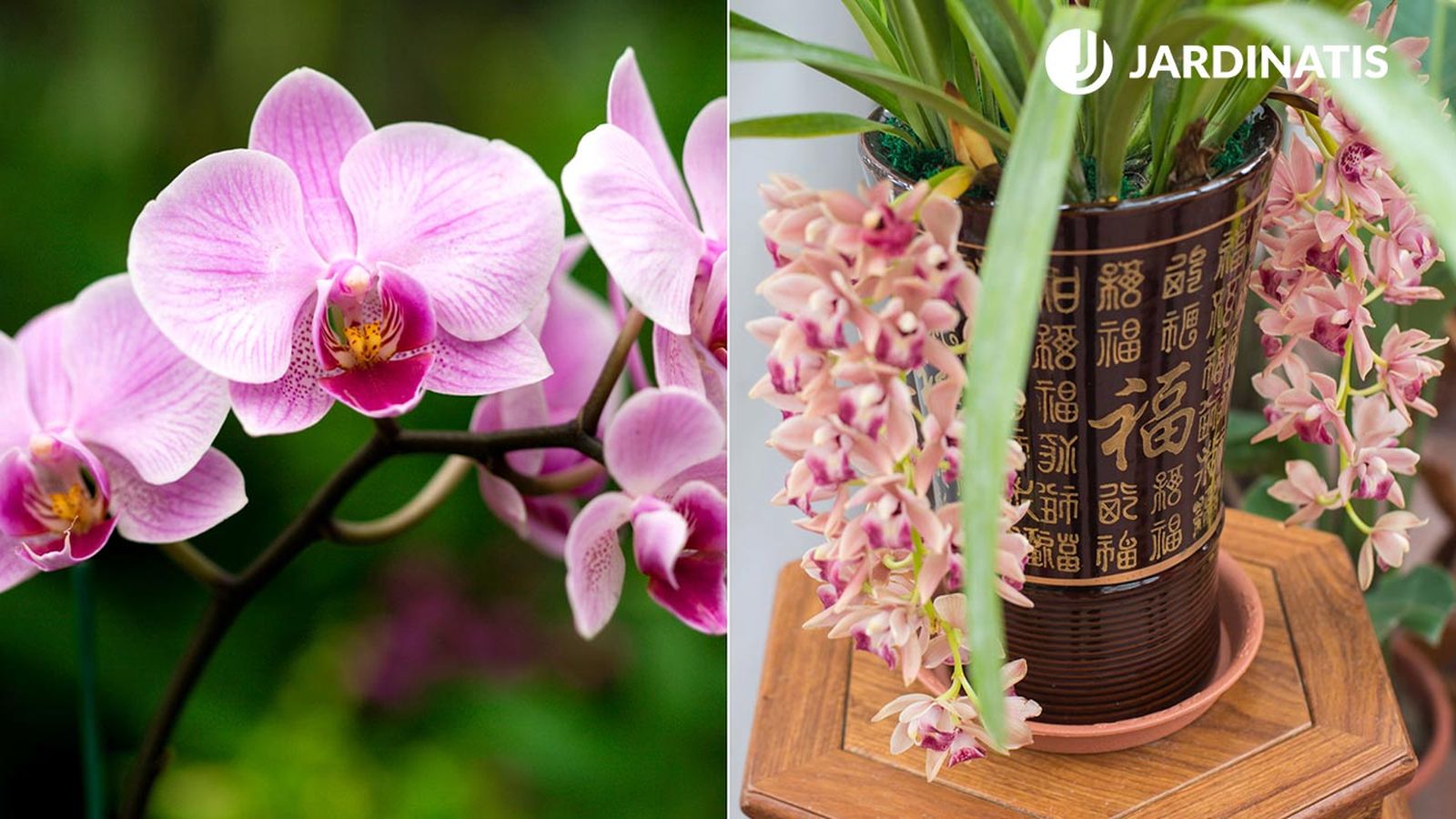 Diferencias entre orquídeas colgantes y aéreas