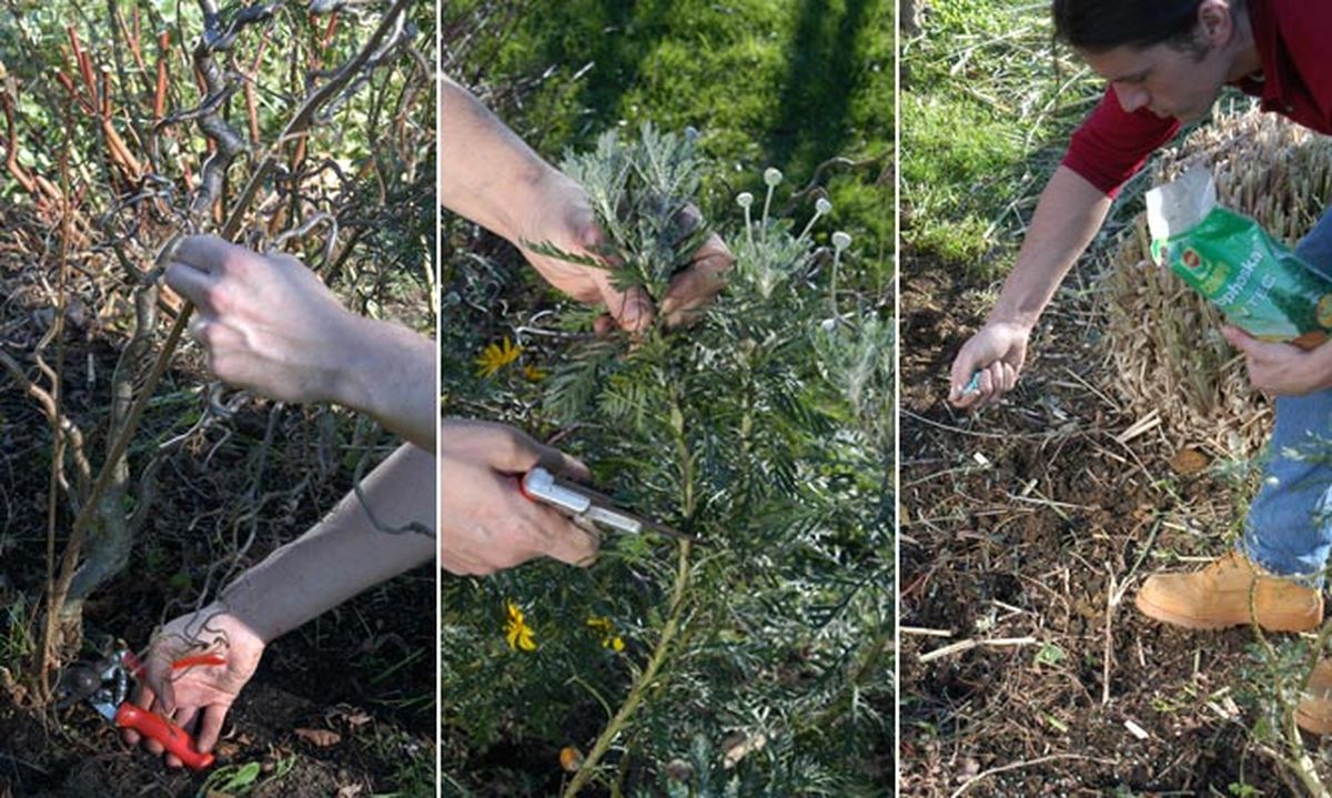 brico jardin 323 podar arbustos jardin paso 7 8 y 9