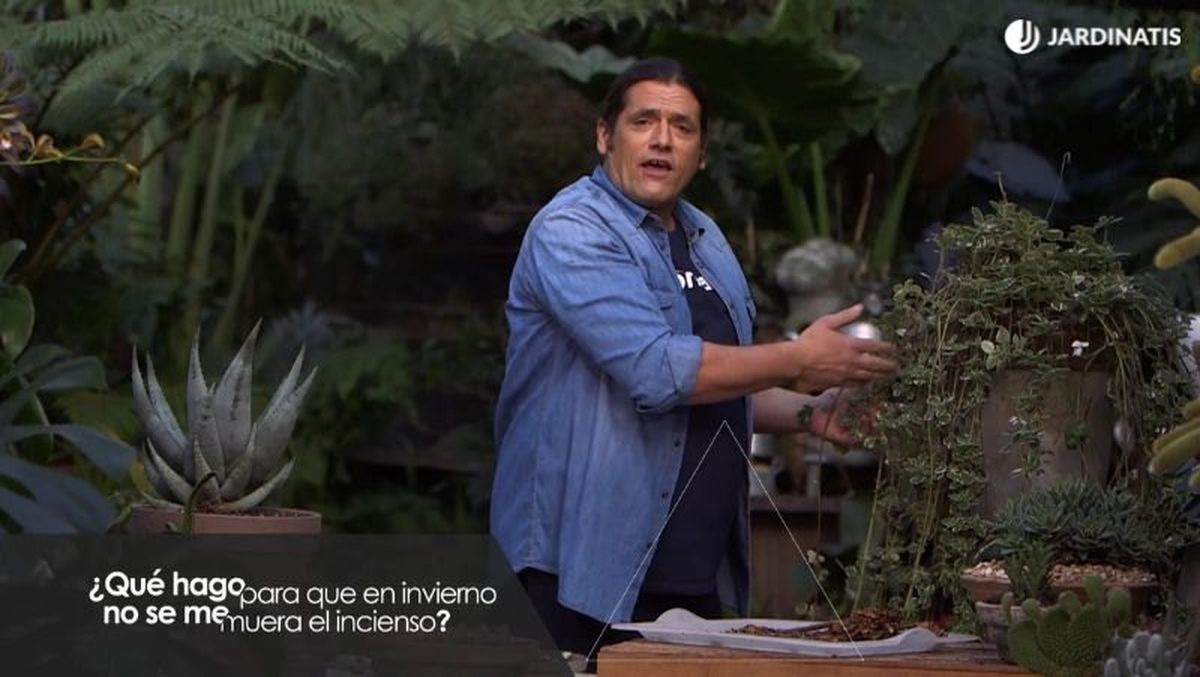 Con los cuidados correctos, la planta de incienso puede sobrevivir en invierno