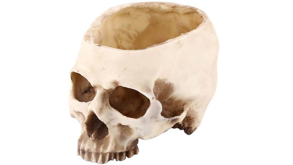 maceta calavera amazon