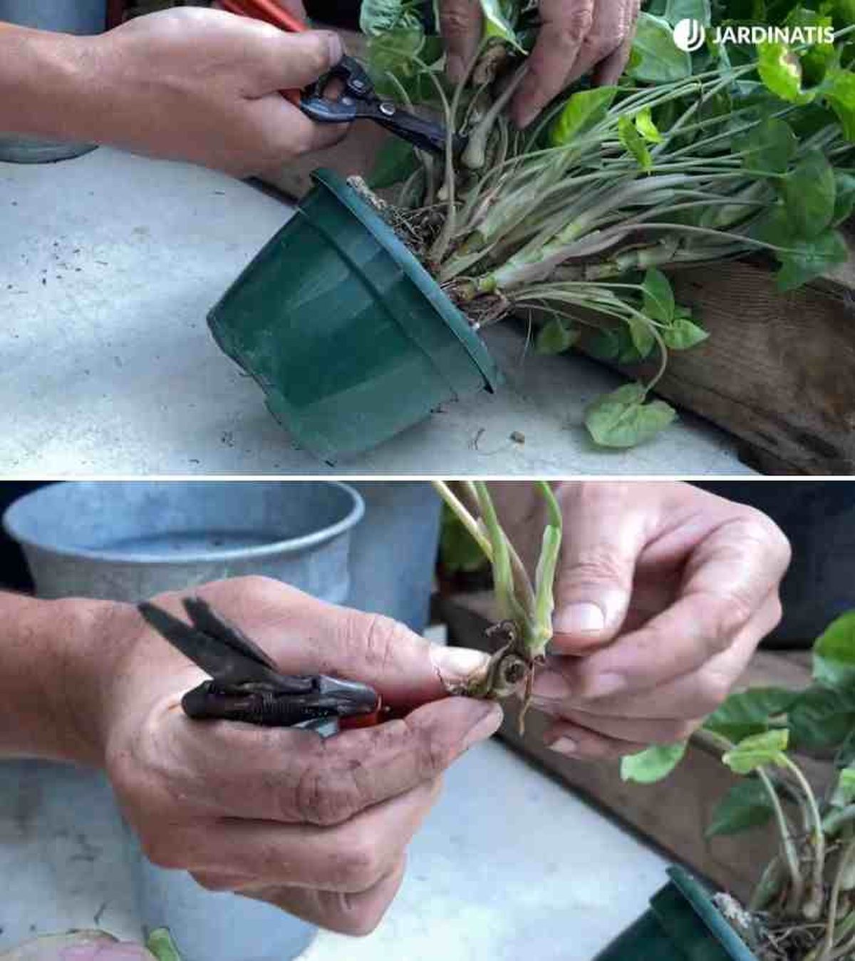 como reproducir el singonio