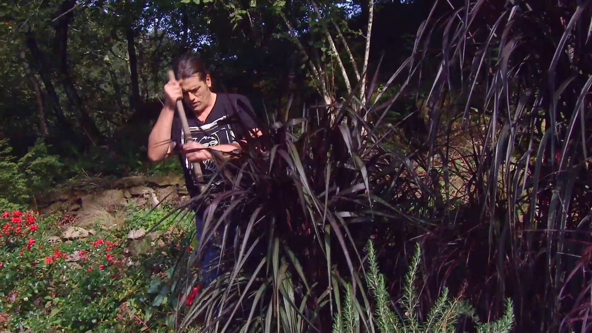 deco666 jardineria pennisetum vertigo cuidados