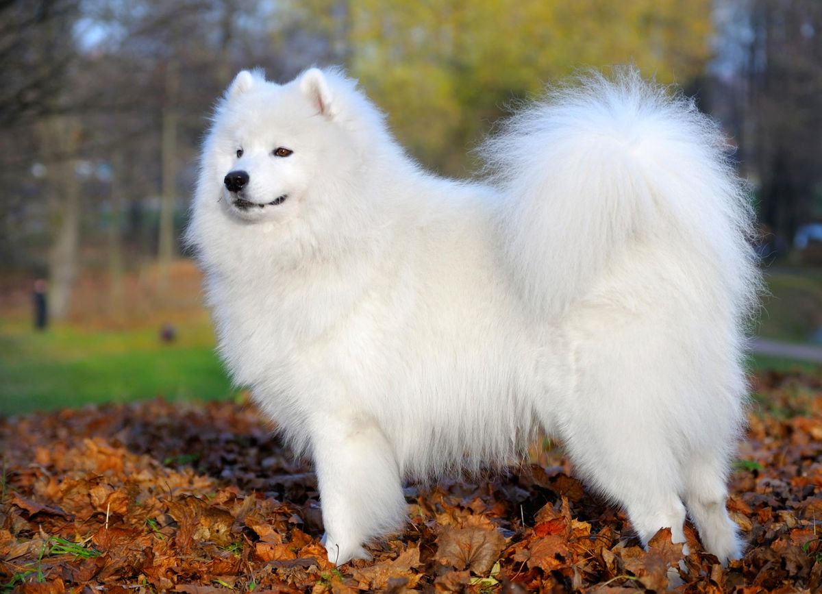 samoyedo xl