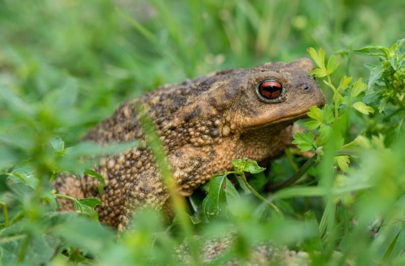 Los sapos, como muchos otros animales, tienen mecanismos de defensa contra sus depredadores naturales.