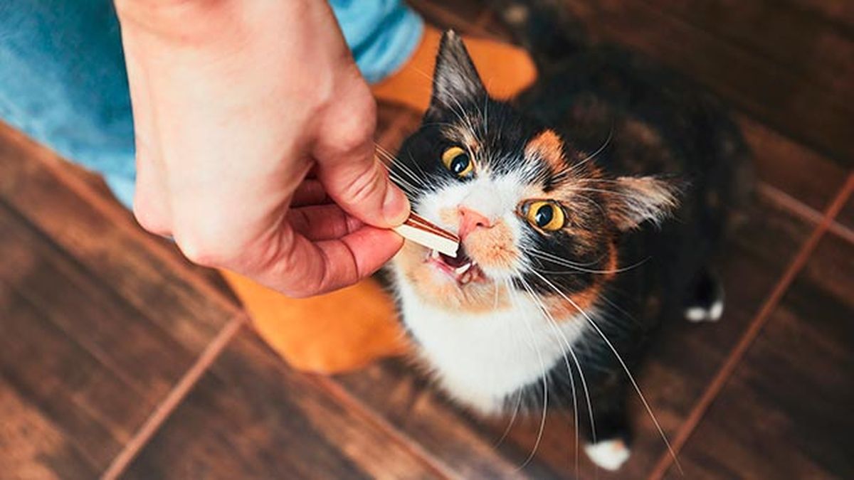 snacks ideales gatos 5