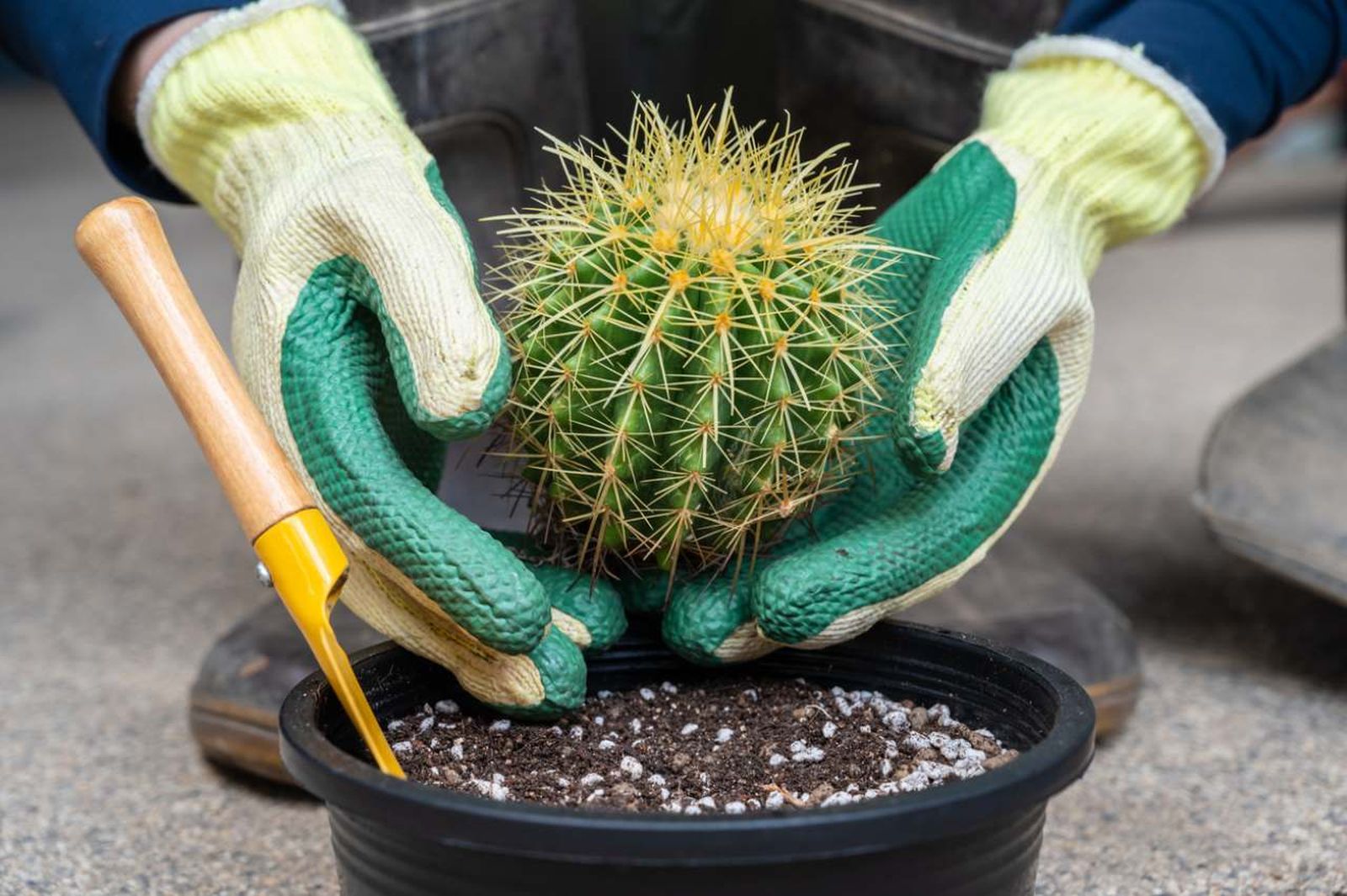 Los cactus son plantas muy resistentes y fáciles de cuidar.