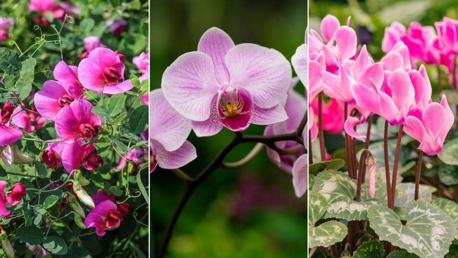de izq. a drcha.: guisantes de flor, orquídea y ciclamen