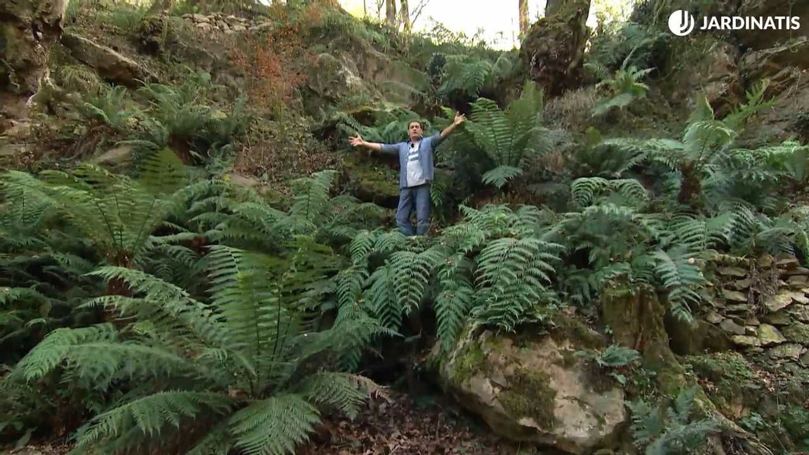 Sotobosque con helechos