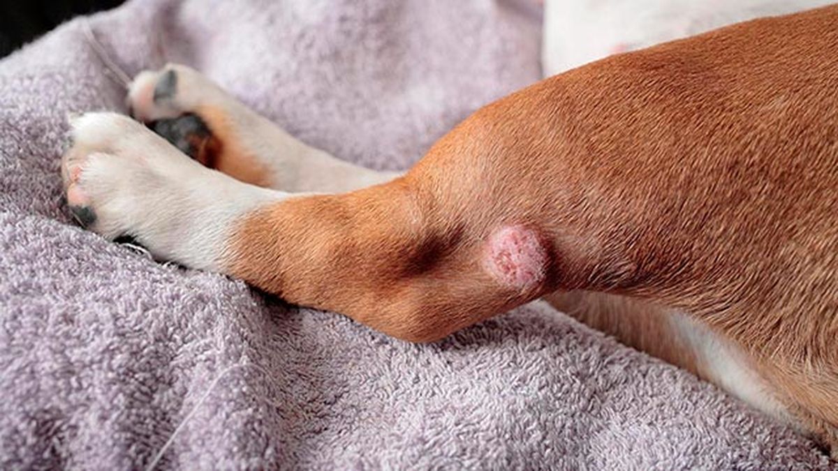 4 remedios caseros para la piel de las mascotas dermatitis