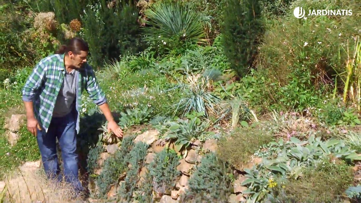 deco 674 plantas muros sedum