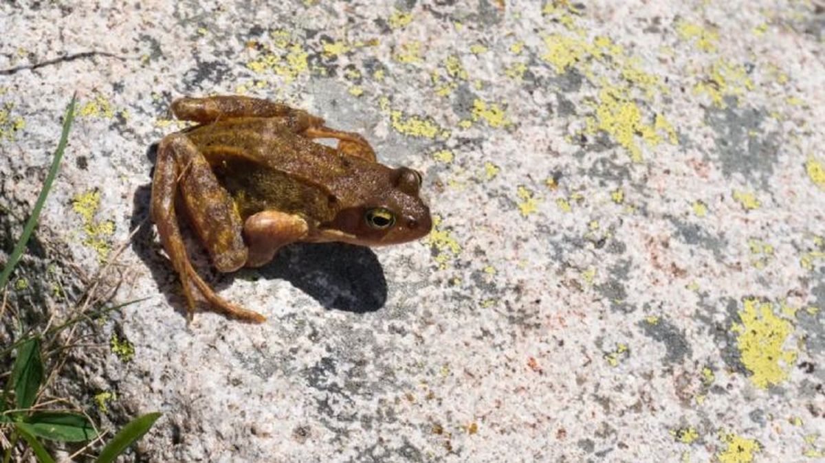 animales en peligro de extincion en espana rana pirenaica