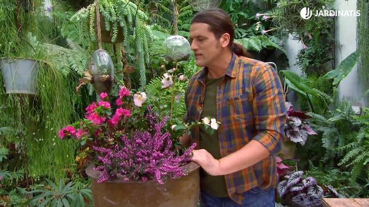 deco 650 camellia cinnamon scentsation composicion