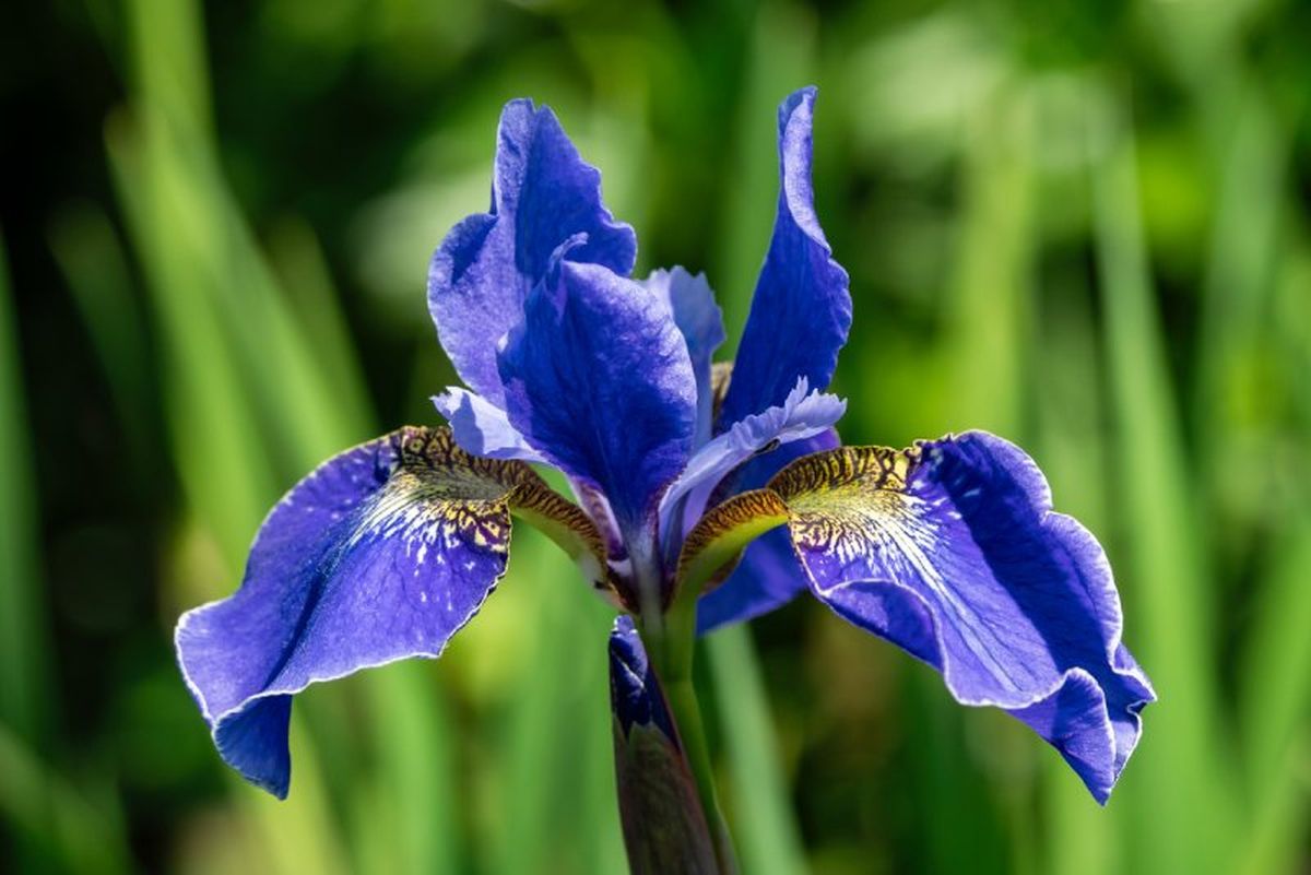 Iris sibirica.