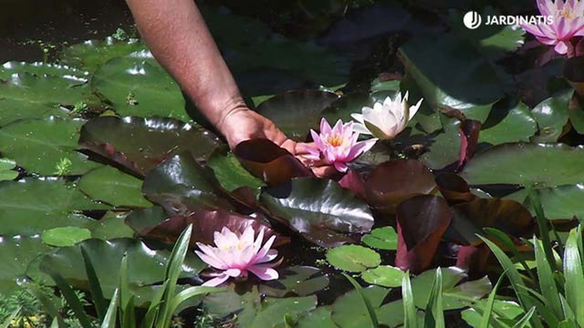 deco 779 jardin multiplicar nenufares del estanque lur garden