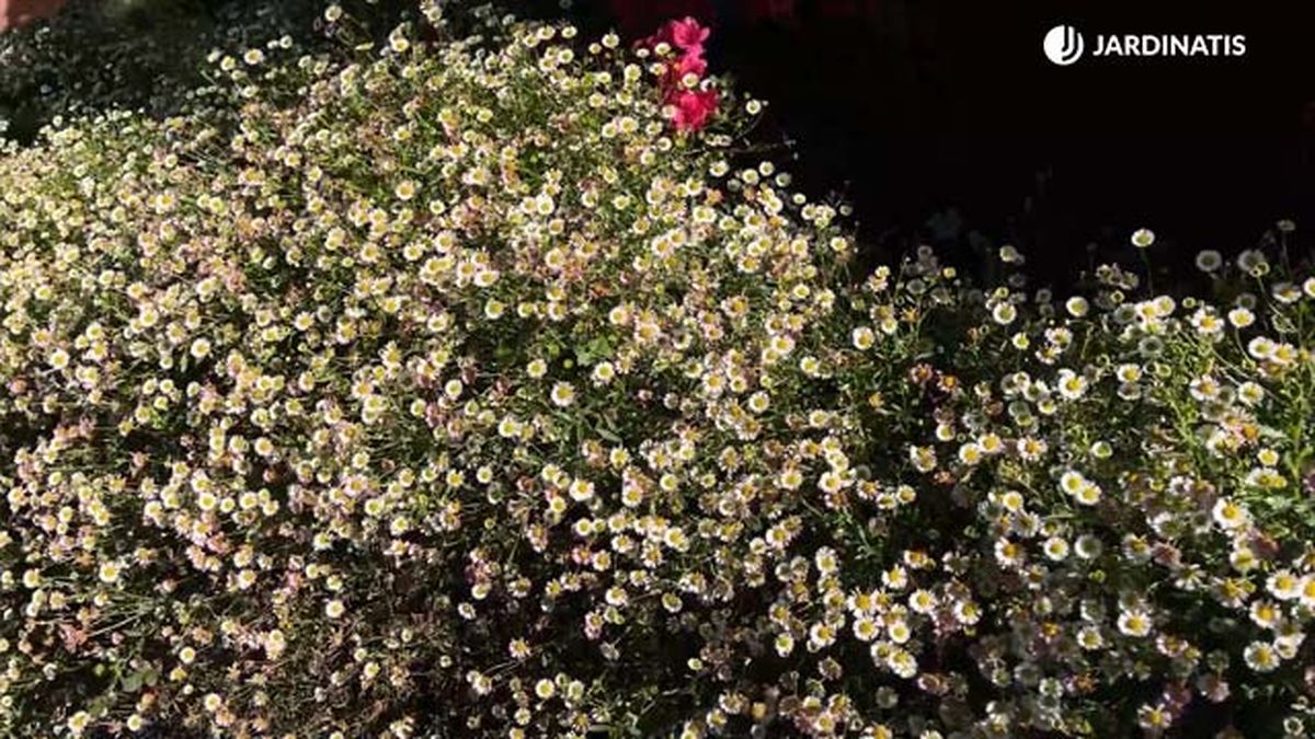 cultivo margarita cimarrona jardinatis 22 14