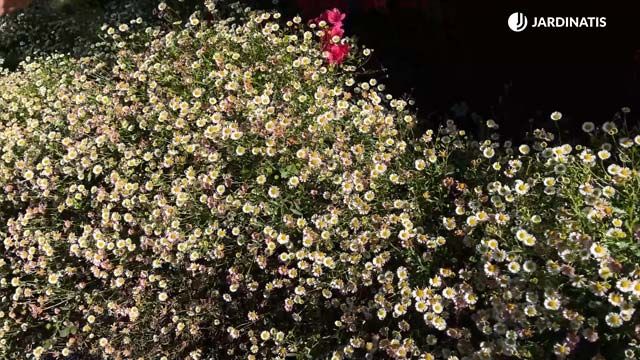 cultivo margarita cimarrona jardinatis 22 14