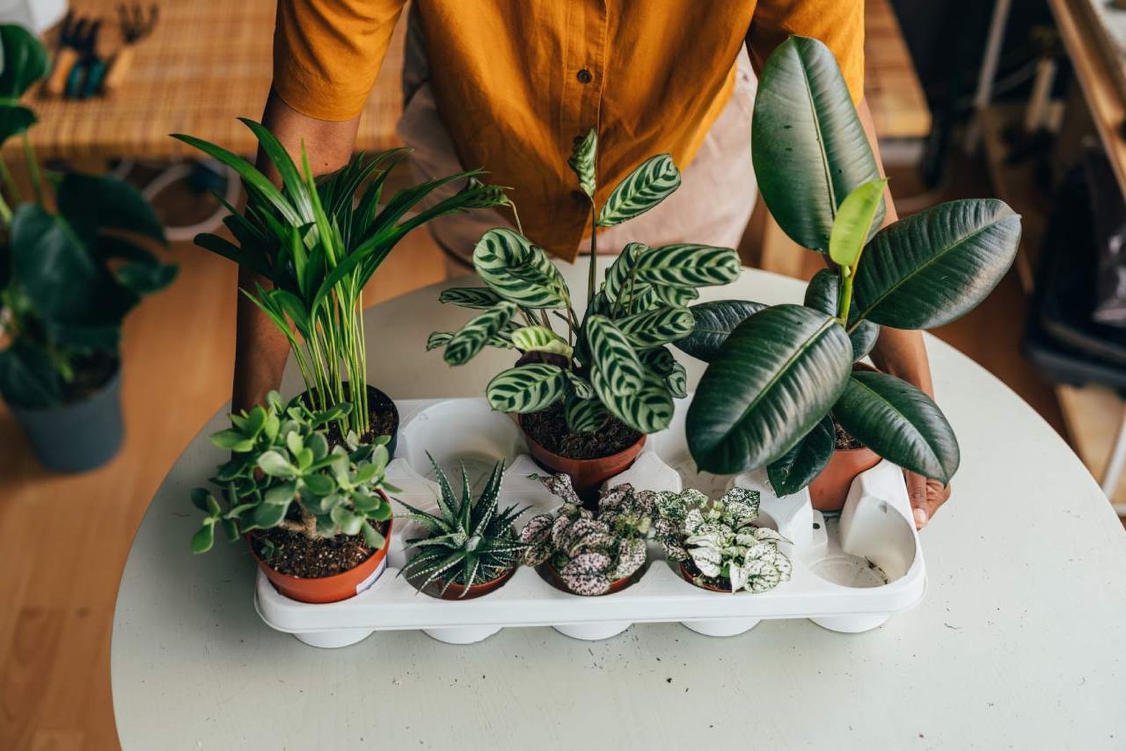 Estamos rodeados de plantas diversas y muy decorativas.