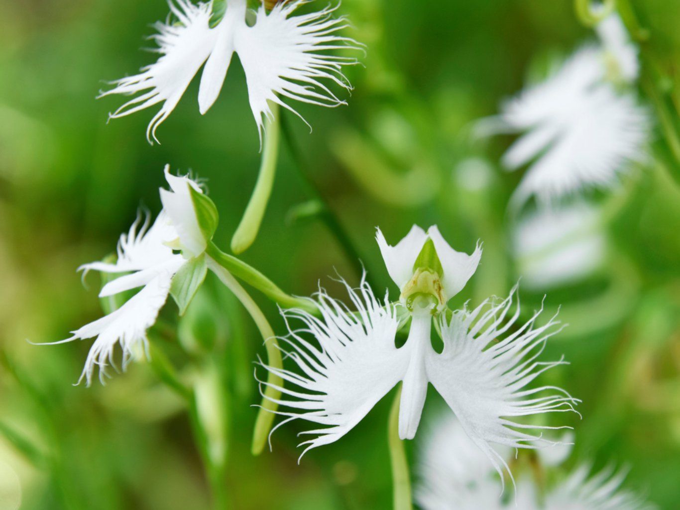 Pecteilis radiata.