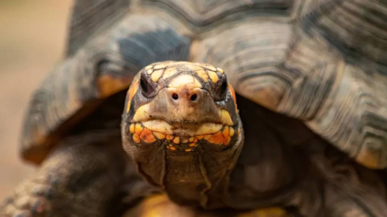 que tipo de tortuga tengo 4