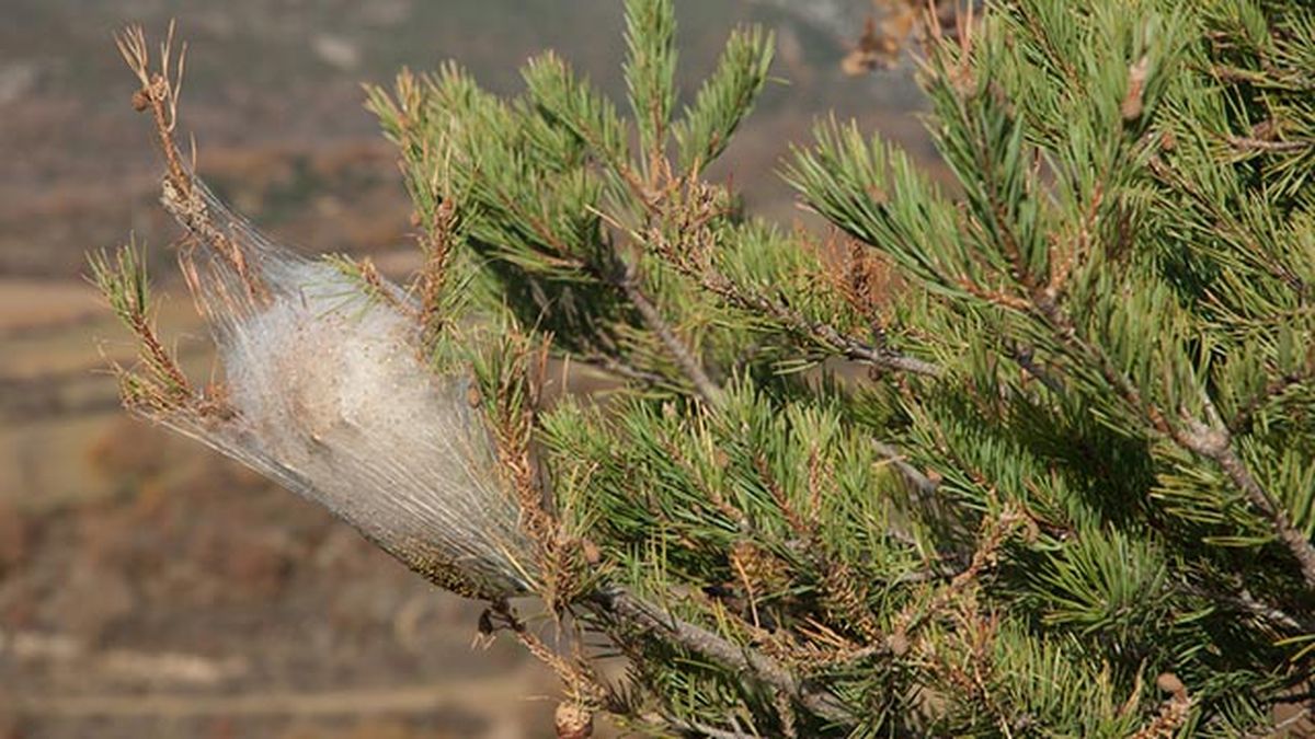 Thaumetopoea pityocampa bolas arbol