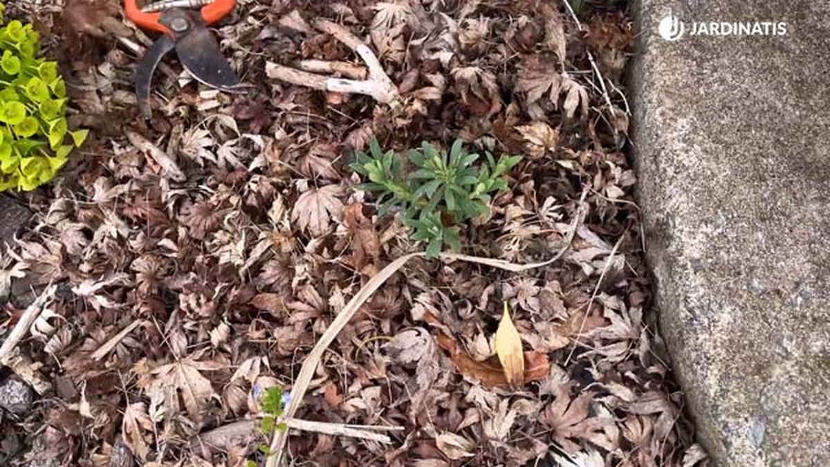 plantas de euphorbia characias jardinatis