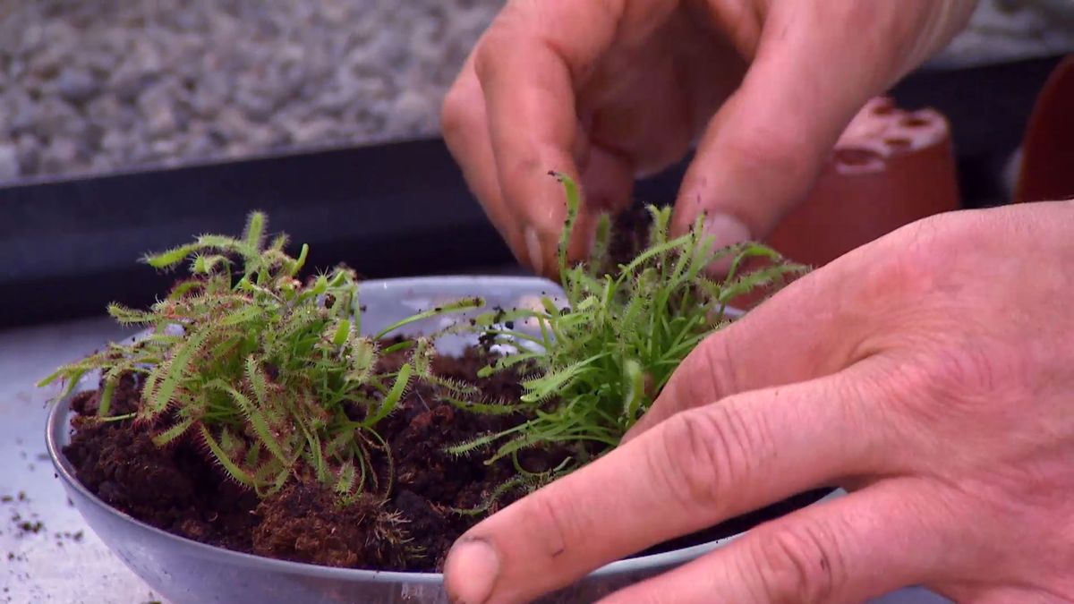 brico 881 3 humedal pecera paso 2