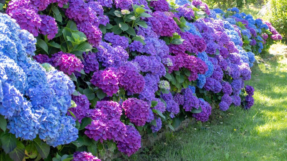 Seto hecho con hortensias de colores.