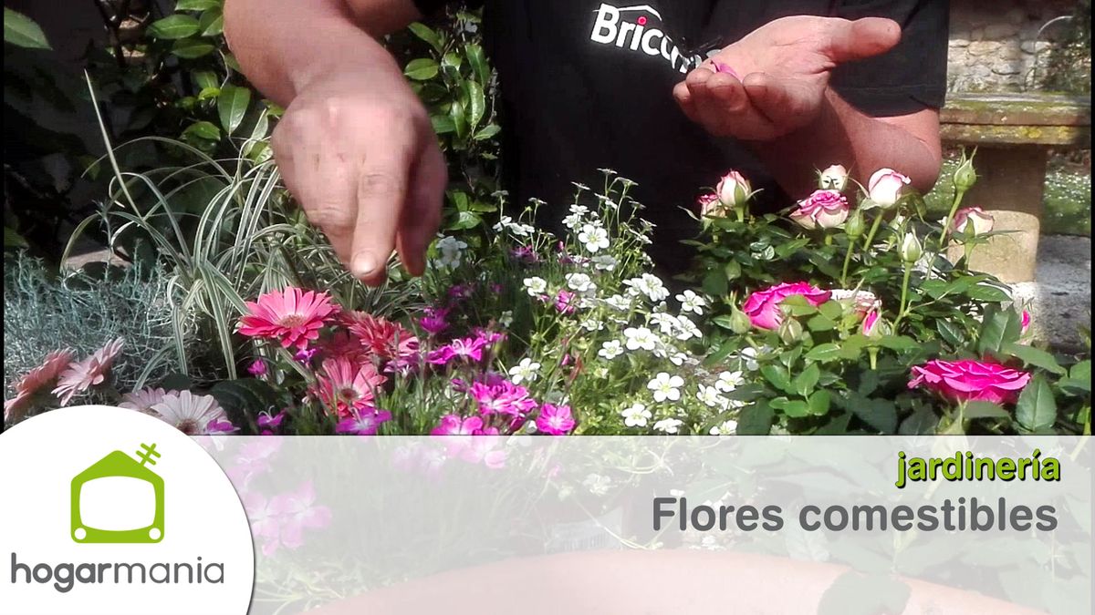 flores comestibles xl