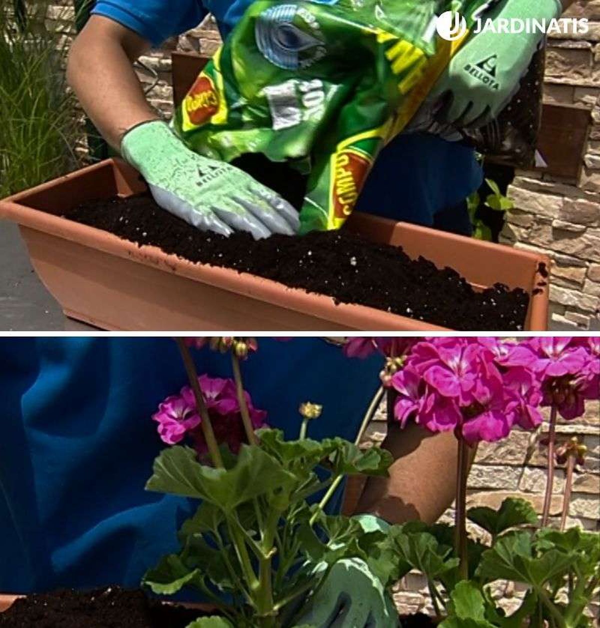 Cultivo de geranios en sustrato hidrocontrol