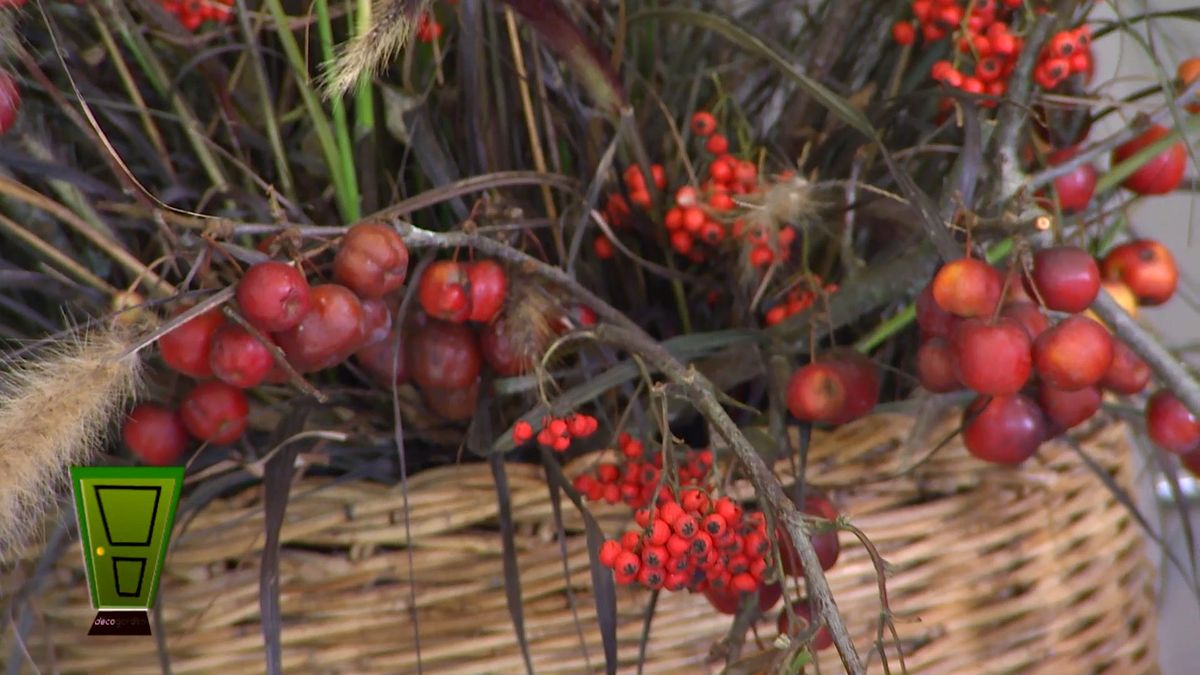 DEKO_JARDIN_604_Bayas invierno centros florales Cotoneaster lacteus