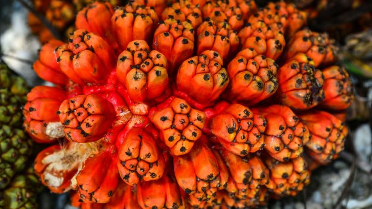 Fruta hala
