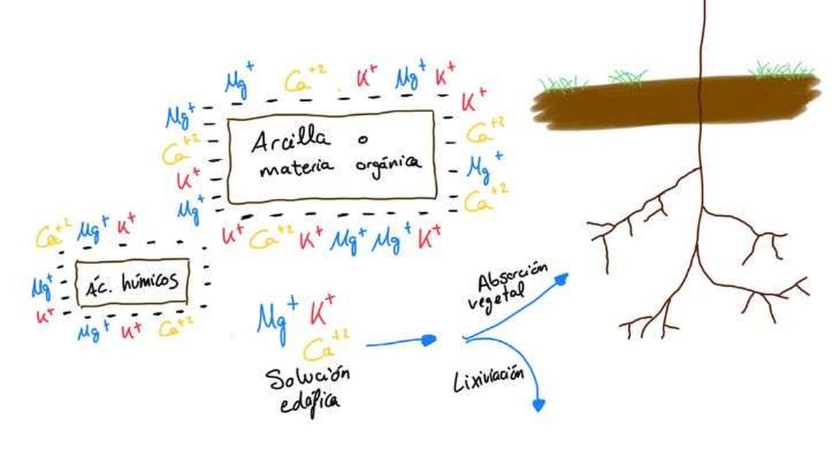 por que acidos humicos son eficientes fertilizacion suelos 2