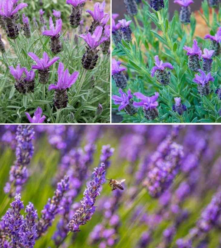 lavandula stoecha lavandula latifolia lavandula angustifolia