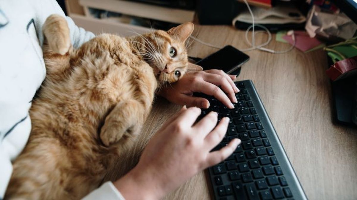 que significa sonar con un gato 4