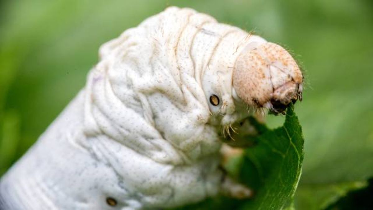 animales herbivoros gusanos de seda hojas morera