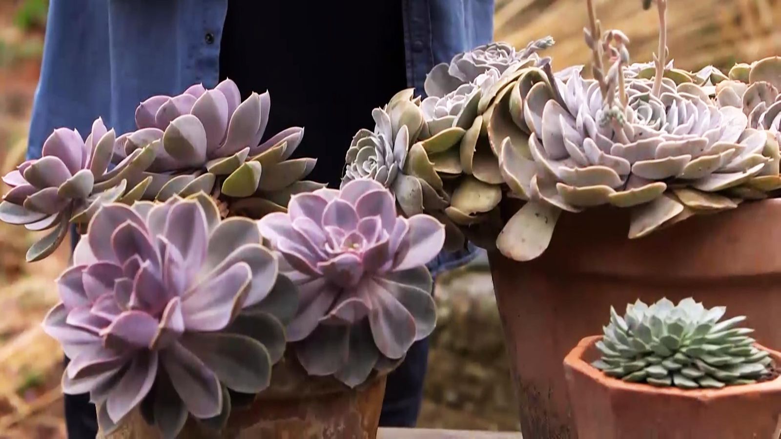 972 briconsulta jardineria echeverias