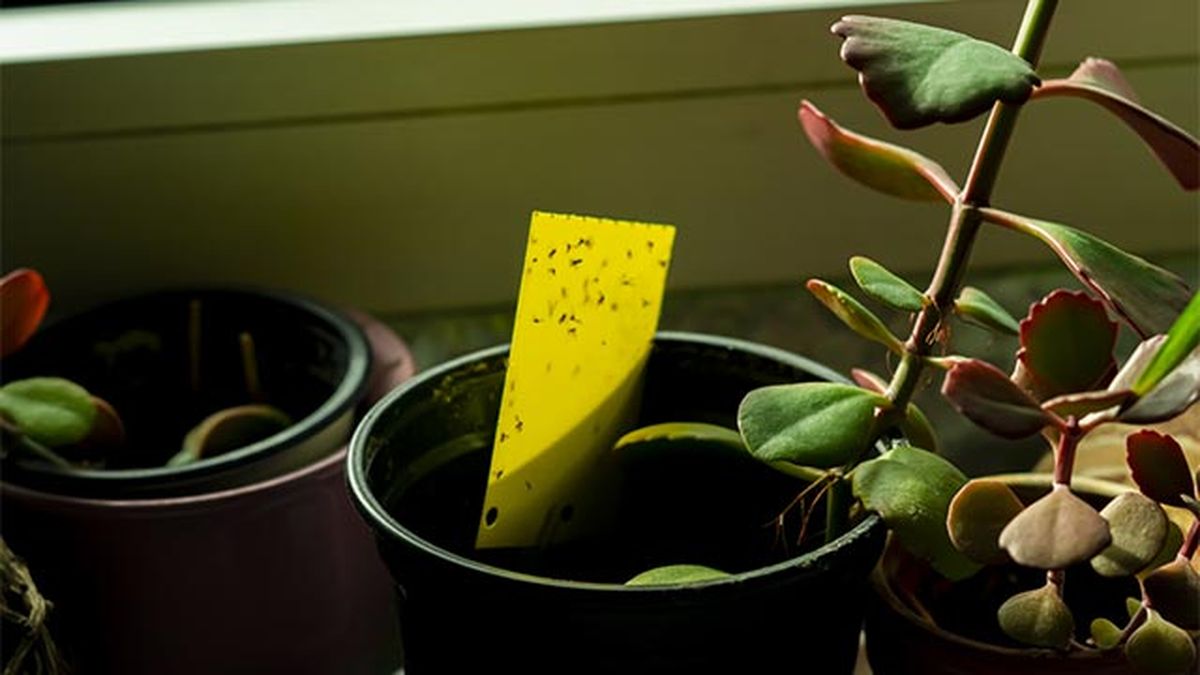 trampa para moscas del sustrato