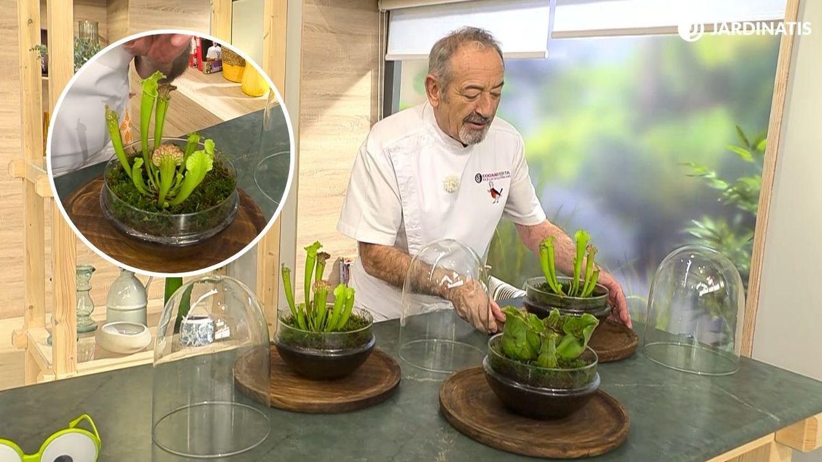 Karlos Arguiñano tiene un truco fácil y sencillo para cuidar sus plantas carnívoras.
