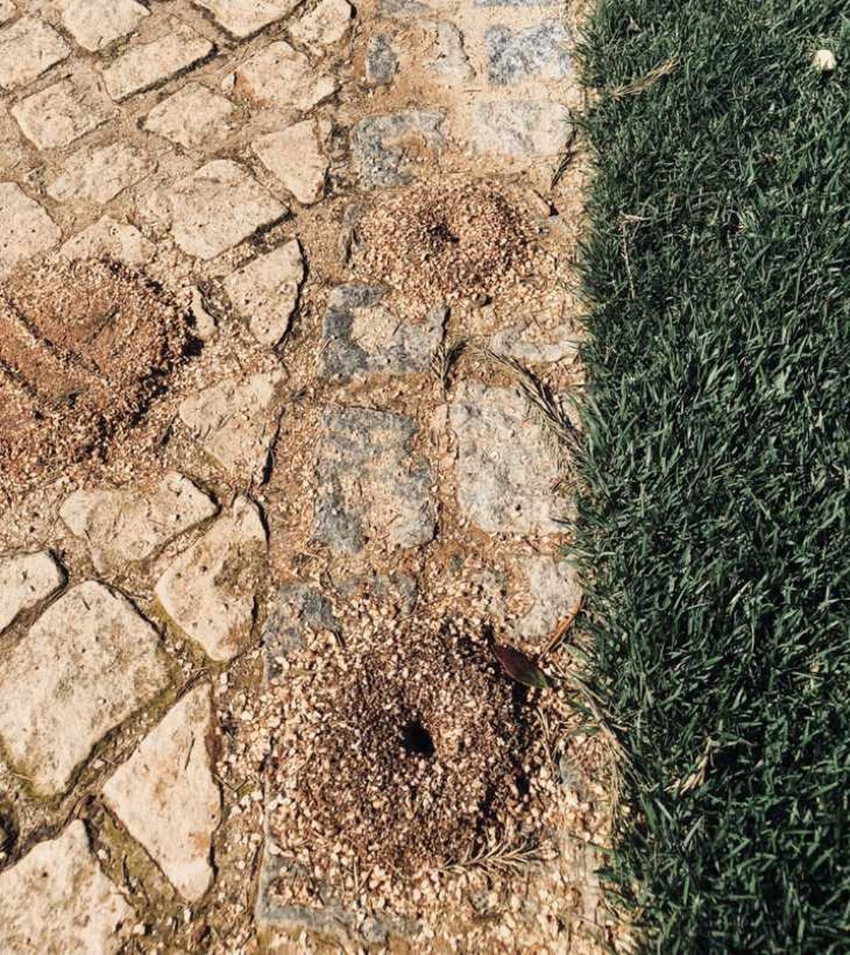 vinagre plaga hormigas