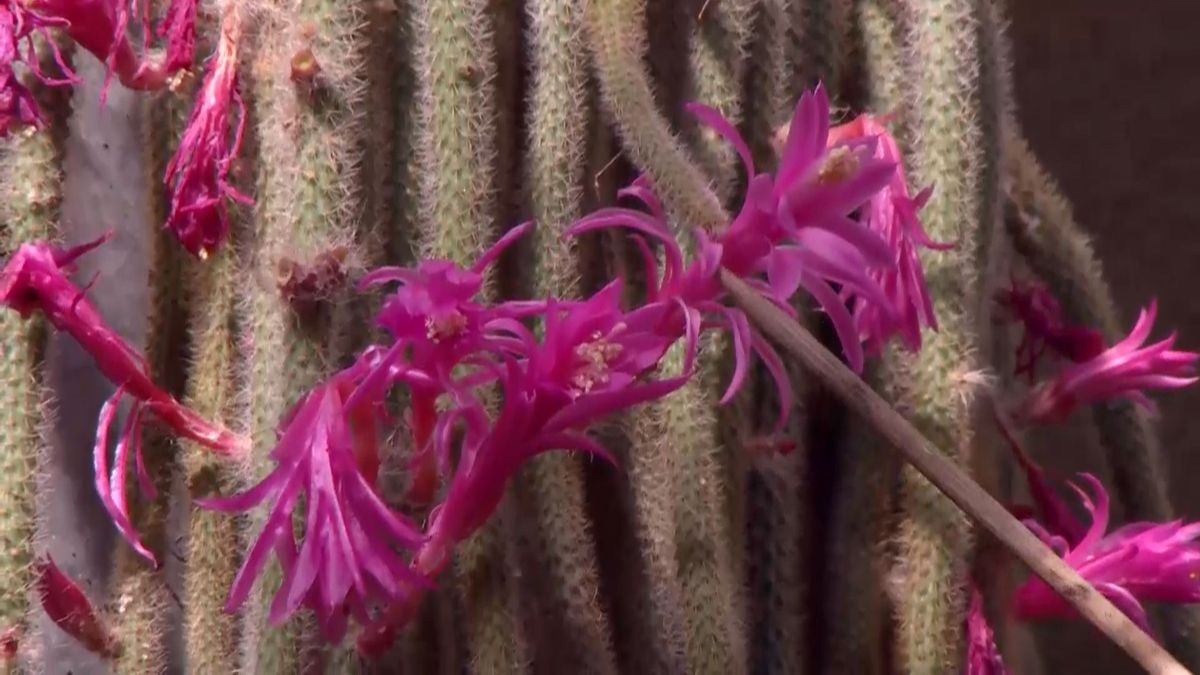 deco 692 cuidados aporocactus flores