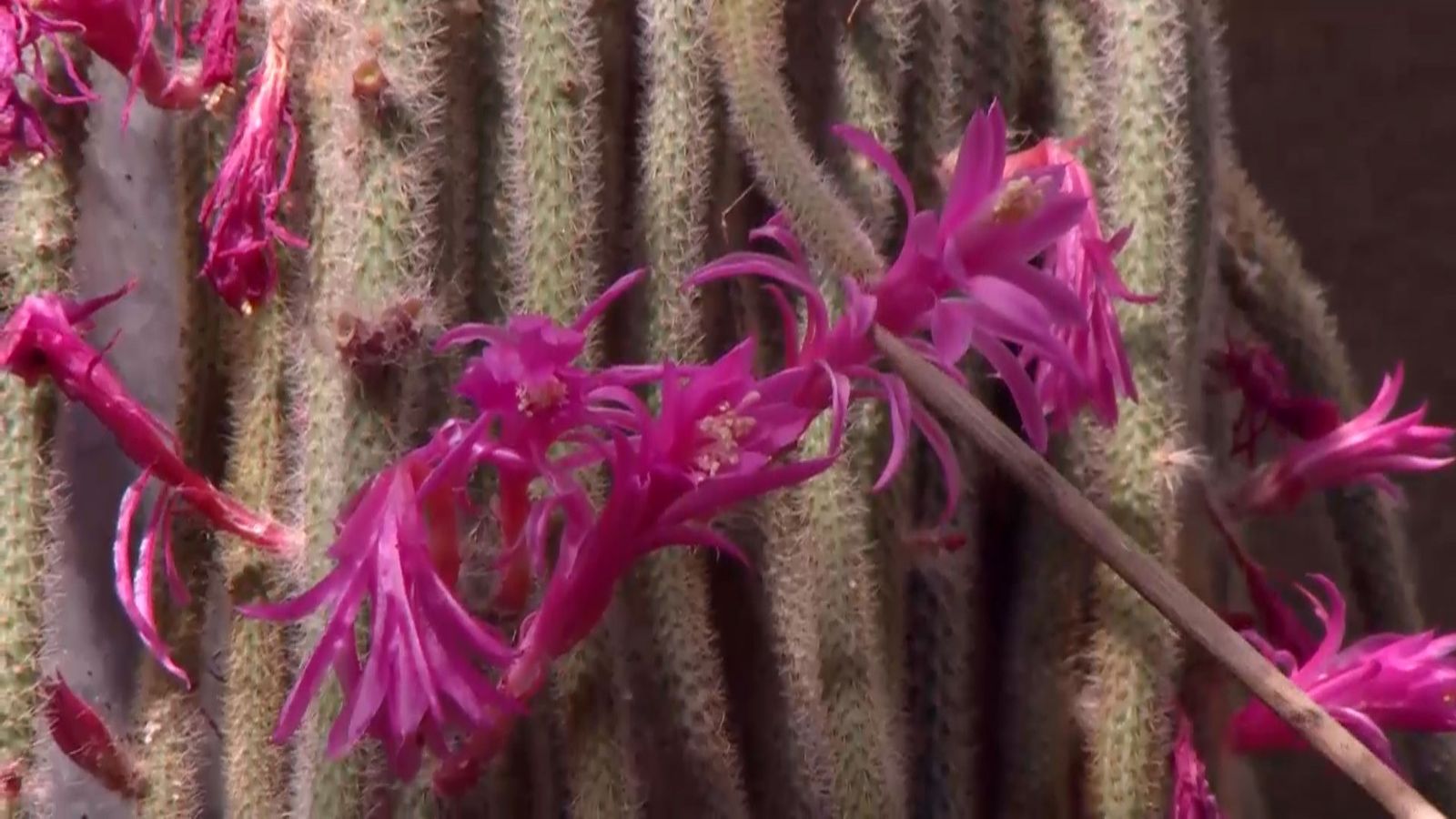 deco 692 cuidados aporocactus flores