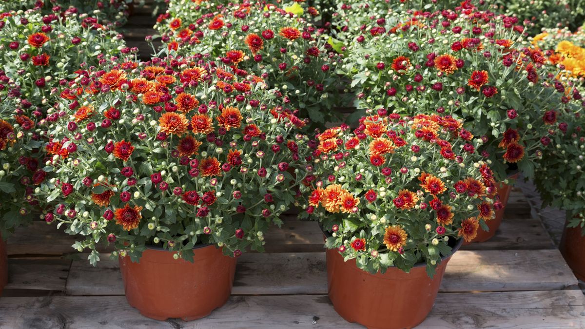 cuidados crisantemos