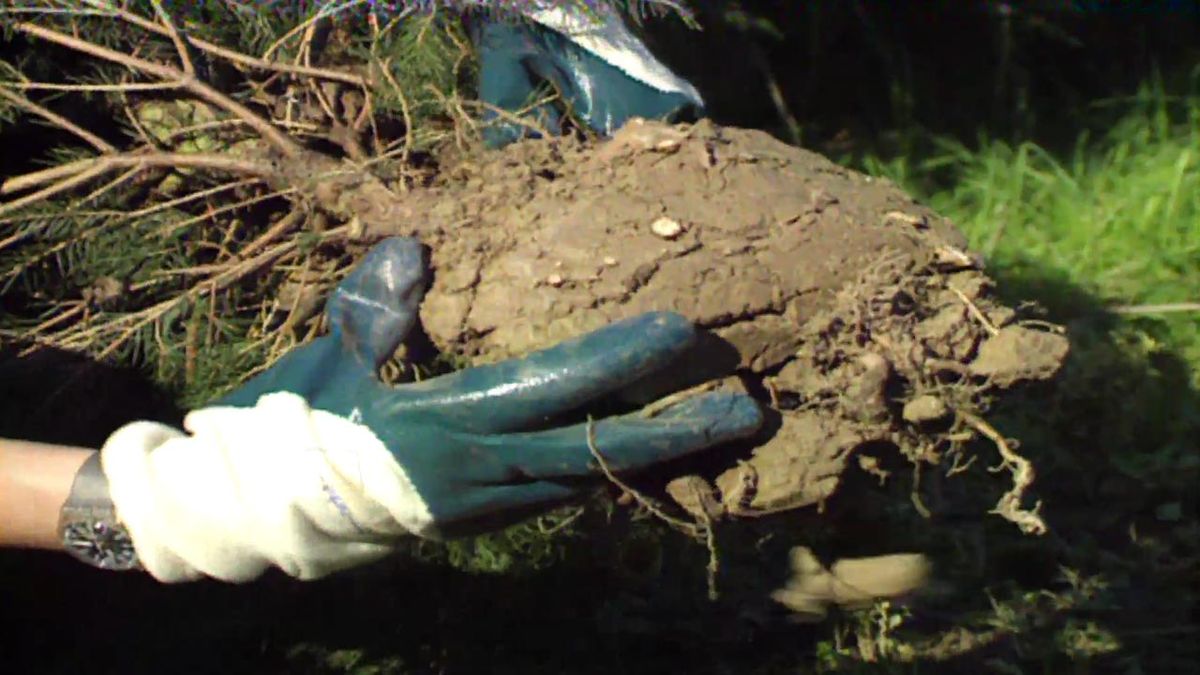 brico 017 replantar arbol cepellon grande